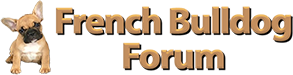 French Bulldog Forum 🐾