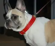 Roxy.webp Roxy.webp