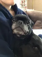 Nala.webp Nala.webp