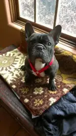 Bubba.webp