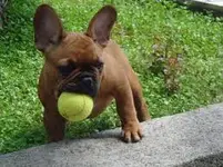 frenchie.webp