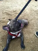 LilBowWow.webp LilBowWow.webp