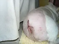 French bulldog tail amuputation.webp