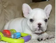 healthy-and-cute-french-bulldogs-puppies-for-great-families--501052d11215574f2ca8.webp