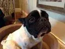 paco.webp paco.webp