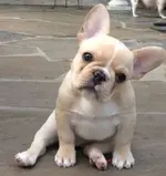 french bulldog puppy glamour 1.webp