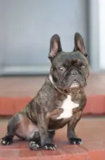 Porkchop.webp