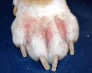 2012-08-12-060816-skin-problems-in-dogs-s2-dogs-paw-with-allergy.jpg