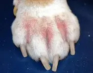 2012-08-12-060816-skin-problems-in-dogs-s2-dogs-paw-with-allergy.webp