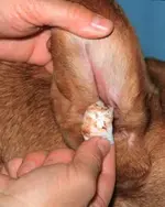 yeast_infection_dog_ear.webp