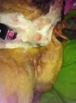 ImageUploadedByTapatalk1367803869.232594.webp