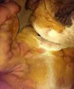 ImageUploadedByTapatalk1367803884.210849.webp