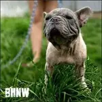 Brooklyn.webp Brooklyn.webp
