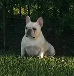Hazel in the grass.webp