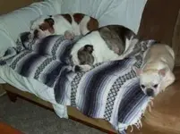 Otis.Harley & Junebug.webp