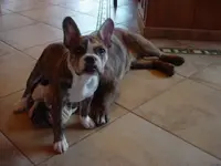 Two Headed Dog 003.webp