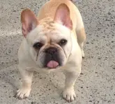 Tuffet.webp