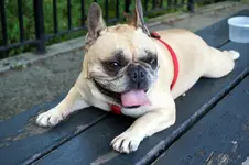 DSC00273.webp