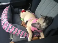 Marg sleeping.webp