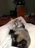 marg and mew.webp