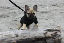 1175062_705466262801140_275717887_n.webp