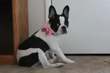 Babette Bow1.jpg Babette Bow1.jpg