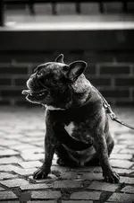 Boulet.webp