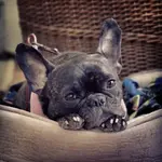 mylie.webp
