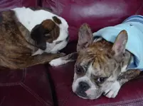 Guess Who Has The Bone 001.webp