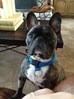 Humphrey.webp