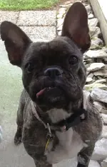 Lola.webp