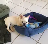 Doug.jpg Doug.jpg