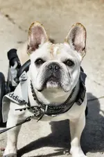 buckley.webp buckley.webp