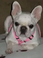 Carrae.webp