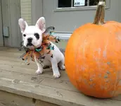 iphone_dec_a_avril 109.webp