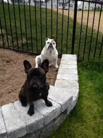 yard shots 002.webp