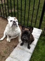 yard shots 012.webp