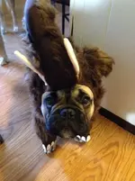 Margie the Mammoth2.webp