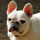 wilson.webp