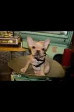 CrocoDog.webp