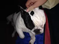Leo Snooze.webp