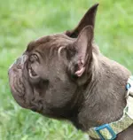 othello.webp