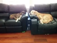 Dogs1.webp