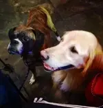 dogs2.webp