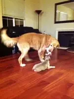 dogs4.webp