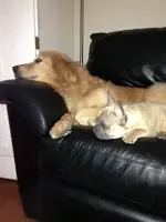 dogs5.webp