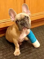ollie cast.webp