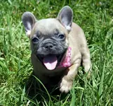 Frenche Willow Oliie Sister 1.webp