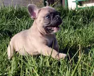 Frenchie Lola Ollie's Sister 2.webp