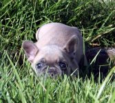 Frenchie Willow Ollie's Sister 2.jpg